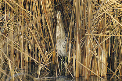 BUITEN BEELD Foto: 11856