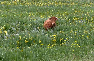 BUITEN BEELD Foto: 11857