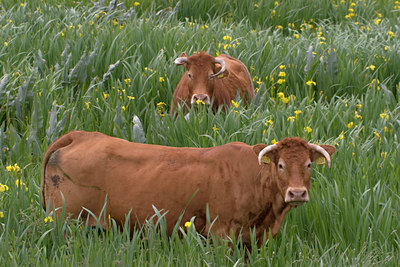BUITEN BEELD Foto: 11858