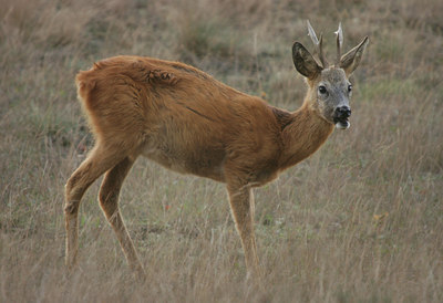 BUITEN BEELD Foto: 11863