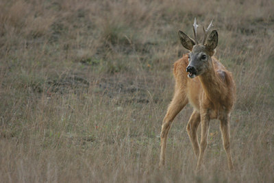 BUITEN BEELD Foto: 11865