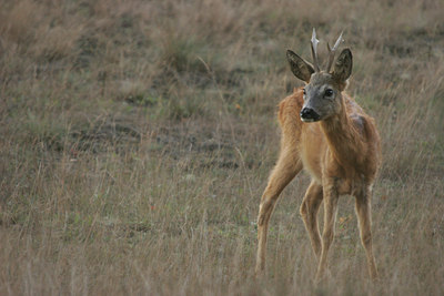 BUITEN BEELD Foto: 11866