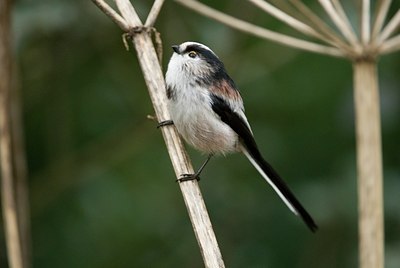 BUITEN BEELD Foto: 11867