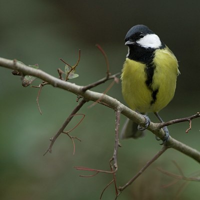 BUITEN BEELD Foto: 11868