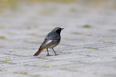 BUITEN BEELD Foto: 11878