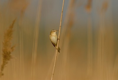 BUITEN BEELD Foto: 11892