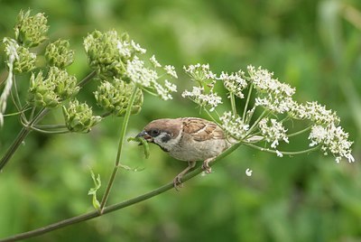 BUITEN BEELD Foto: 11907