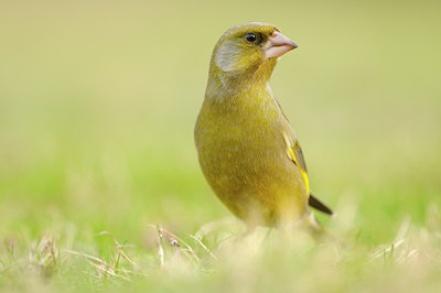 BUITEN BEELD Foto: 119072