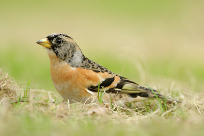 BUITEN BEELD Foto: 119075