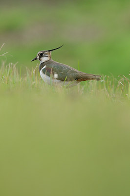 BUITEN BEELD Foto: 119077