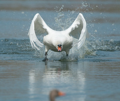 BUITEN BEELD Foto: 119120