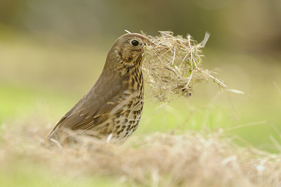 BUITEN BEELD Foto: 119142