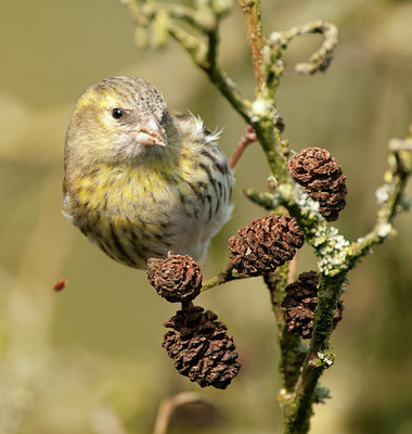 BUITEN BEELD Foto: 119150
