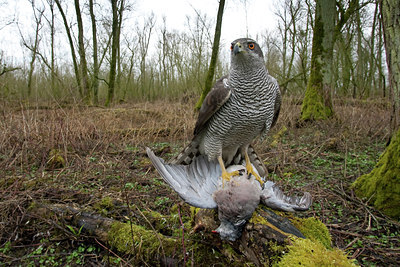 BUITEN BEELD Foto: 119177