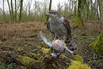 BUITEN BEELD Foto: 119178