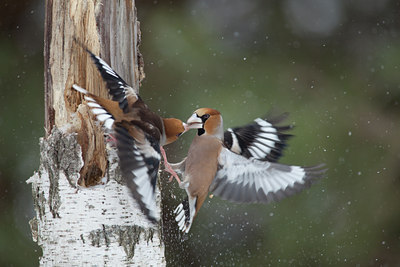 BUITEN BEELD Foto: 119220