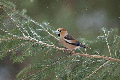 BUITEN BEELD Foto: 119224