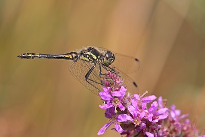 BUITEN BEELD Foto: 119243