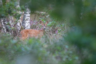 BUITEN BEELD Foto: 119255