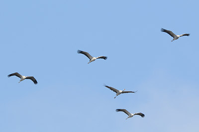 BUITEN BEELD Foto: 119277