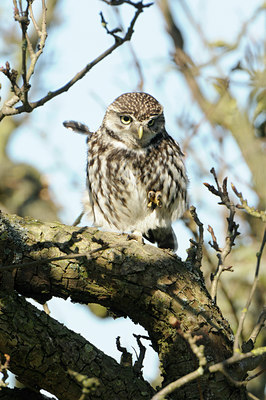BUITEN BEELD Foto: 119281
