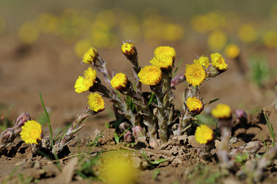 BUITEN BEELD Foto: 119285