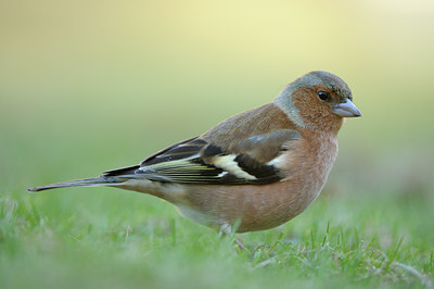 BUITEN BEELD Foto: 119290