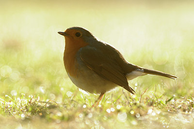 BUITEN BEELD Foto: 119301