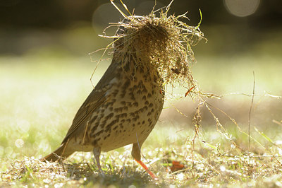 BUITEN BEELD Foto: 119302