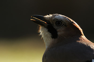 BUITEN BEELD Foto: 119304