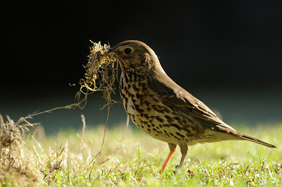 BUITEN BEELD Foto: 119305