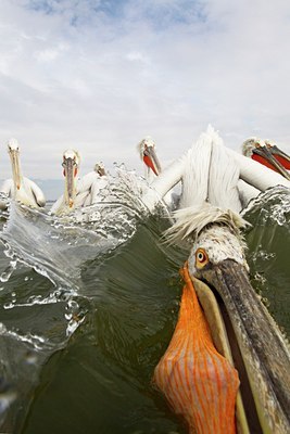 BUITEN BEELD Foto: 119320