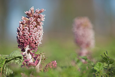 BUITEN BEELD Foto: 119352