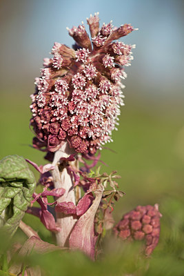 BUITEN BEELD Foto: 119360