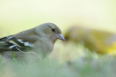 BUITEN BEELD Foto: 119385