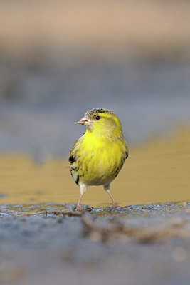 BUITEN BEELD Foto: 119398