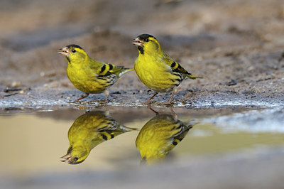 BUITEN BEELD Foto: 119409
