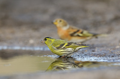 BUITEN BEELD Foto: 119421