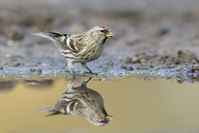 BUITEN BEELD Foto: 119426