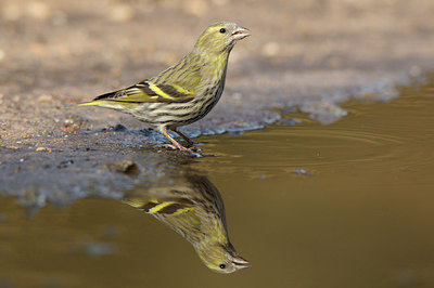 BUITEN BEELD Foto: 119433