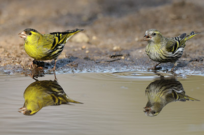 BUITEN BEELD Foto: 119434