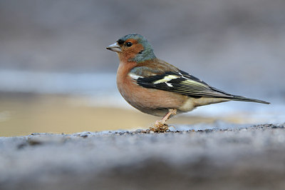 BUITEN BEELD Foto: 119436