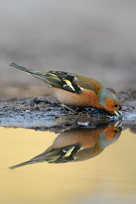 BUITEN BEELD Foto: 119501