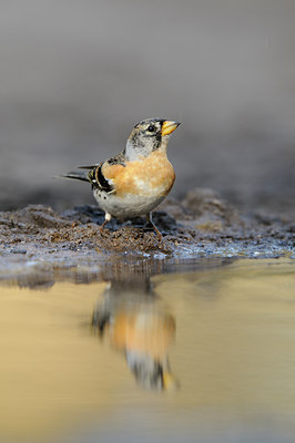 BUITEN BEELD Foto: 119513