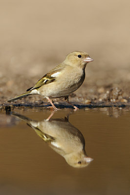 BUITEN BEELD Foto: 119522