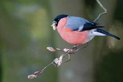 BUITEN BEELD Foto: 119620