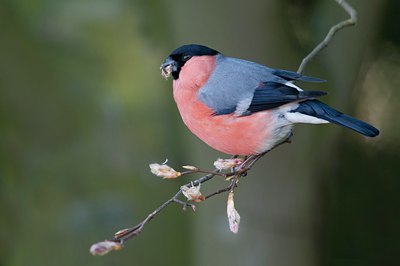 BUITEN BEELD Foto: 119621