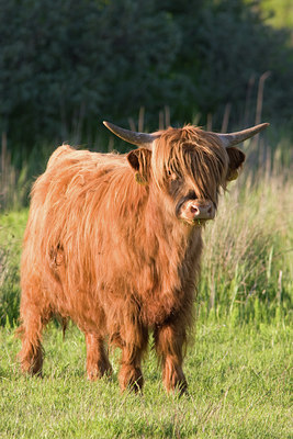 BUITEN BEELD Foto: 119630