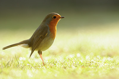 BUITEN BEELD Foto: 119631