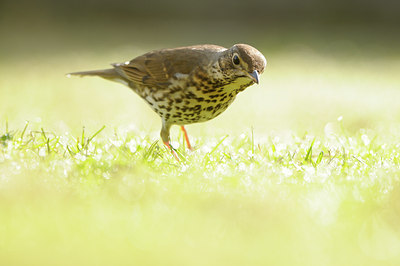 BUITEN BEELD Foto: 119637